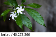 Two white flowers of Tabernaemontana divaricata or pinwheel flower. Стоковое фото, фотограф EugeneSergeev / Фотобанк Лори