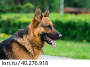 Dog on the grass. Стоковое фото, фотограф Корнеев Вячеслав / Фотобанк Лори