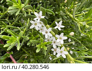 Spring flowering Myoporum (Latin - Myoporum parvifolium) Стоковое фото, фотограф Irina Opachevsky / Фотобанк Лори