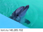 Малыш дельфин. Стоковое фото, фотограф Елена Игнатьева / Фотобанк Лори