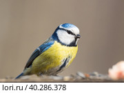 Tit on a branch. Стоковое фото, фотограф Корнеев Вячеслав / Фотобанк Лори