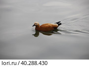 Утка огарь рассекает водную гладь в парке весной. Стоковое фото, фотограф Л.А.Дубина / Фотобанк Лори
