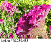 Целозия гребенчатая (Celosia argentea f. cristata), которую также называют «петушиным гребнем». Небольшое растение с мелкими цветками, собранными в крупные соцветия. Соцветия по форме напоминают петушиный гребень. Стоковое фото, фотограф Сергей Елизарьев / Фотобанк Лори