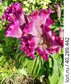 Целозия гребенчатая (Celosia argentea f. cristata), которую также называют «петушиным гребнем». Небольшое растение с мелкими цветками, собранными в крупные соцветия. Соцветия по форме напоминают петушиный гребень. Стоковое фото, фотограф Сергей Елизарьев / Фотобанк Лори