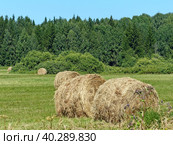 Свежее сено. Это сено из травы/люцерны, только что упакованное в тюки. Для использования в зимний период в качестве корма для животных. Стоковое фото, фотограф Сергей Елизарьев / Фотобанк Лори