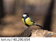 Tit on a branch. Стоковое фото, фотограф Корнеев Вячеслав / Фотобанк Лори