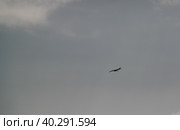 Condors above the Colca canyon at Condor Cross or Cruz Del Condor viewpoint, Chivay, Peru (2018 год). Стоковое фото, фотограф Сергей Майоров / Фотобанк Лори
