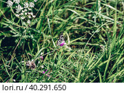 Marbled white butterfly. Стоковое фото, фотограф Всеволод Белоусов / Фотобанк Лори