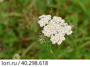 Close-up image of tiny white flowers of Alyssum maritimum, common name sweet alyssum. Стоковое фото, фотограф Ирина Старикова / Фотобанк Лори