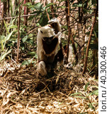 Portrait of the Coquerel's sifaka aka Propithecus coquereli at Lemurs park, Antananarivo, Madagascar. Стоковое фото, фотограф Сергей Майоров / Фотобанк Лори