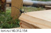 Жук усач, или дровосек (Cerambycidae). Одним из отличительных признаков являются длинные сегментированные усы, часто значительно превышающие длину тела, иногда в 2-3, а то и в 4-5 раз. Стоковое видео, видеограф Сергей Елизарьев / Фотобанк Лори