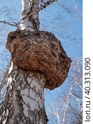 huge growth on the trunk of a birch tree. A big forest tree is sick. Стоковое фото, фотограф Светлана Акифьева / Фотобанк Лори