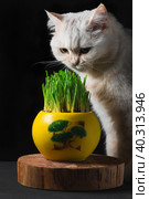A white cat looks at the green grass in a yellow pot. Стоковое фото, фотограф Неведицына Елена / Фотобанк Лори