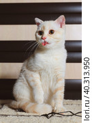 Beige Scottish cat at home. Стоковое фото, фотограф Неведицына Елена / Фотобанк Лори
