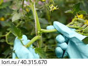 Formation of bushes of flowering tomato plants, removal of lateral shoots. Стоковое фото, фотограф Виктория Тельминова / Фотобанк Лори