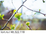 Ветки боярышника с распускающимися листьями. Ранняя весна. Ветви и листья. малая глубина резкости. Стоковое фото, фотограф Андрей Пустякин / Фотобанк Лори