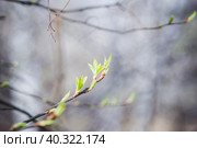 Ветки яблони с распускающимися листьями. Ранняя весна. Ветви и листья. малая глубина резкости. Стоковое фото, фотограф Андрей Пустякин / Фотобанк Лори
