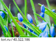 Цветущий Пролесок, Сцилла синяя (Scilla siberica). малая глубина резкости. Стоковое фото, фотограф Андрей Пустякин / Фотобанк Лори