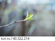 Ветки яблони с распускающимися листьями. Ранняя весна. Ветви и листья. малая глубина резкости. Стоковое фото, фотограф Андрей Пустякин / Фотобанк Лори