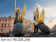 Грифоны на Банковском мосту ранными летним утром. Санкт-Петербург (2019 год). Редакционное фото, фотограф Ольга Визави / Фотобанк Лори