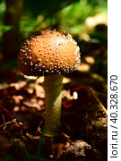 Мухомор пантерный (лат. Amanita pantherina) — гриб рода Мухомор (лат. Amanita) семейства Аманитовые (лат. Amanitaceae). Стоковое фото, фотограф Людмила Ивашина / Фотобанк Лори