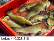 Tench of fresh lake fish at the market. fisherman caught of tinca tinca. Стоковое фото, фотограф Светлана Акифьева / Фотобанк Лори
