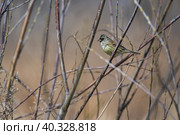 Камышовая овсянка, примостившаяся на ветке. Стоковое фото, фотограф Алексей Линник / Фотобанк Лори