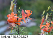 Tiger lilies in garden. Lilium lancifolium blooming in the garden. Стоковое фото, фотограф Оксана Медведева / Фотобанк Лори