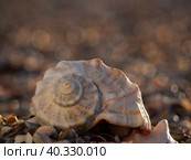 The texture of the shells in close-up. Sea shell on a sandy beach, summer beach background. Стоковое фото, фотограф Александр Кротков / Фотобанк Лори