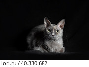 Gray cat of breed brush sphinx isolated. Стоковое фото, фотограф Артем Курутин / Фотобанк Лори