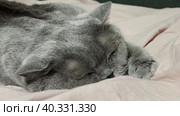 A grey British cat is stroked on the head by a human hand. The cat really likes it. Close up. Стоковое видео, видеограф Ярославский Максим / Фотобанк Лори