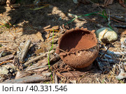 Sarcosoma globosum, or witches cauldron is a species of fungus in the family Sarcosomataceae. Стоковое фото, фотограф Denis Shitikoff / Фотобанк Лори