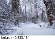 Footpath in winter taiga forest under heavy snow along Tevenek river on the bank of Teletskoe lake. Altai. Стоковое фото, фотограф Сергей Пристяжнюк (Serg Zastavkin) / Фотобанк Лори
