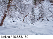 Footpath in winter taiga forest under heavy snow along Tevenek river on the bank of Teletskoe lake. Altai. Стоковое фото, фотограф Сергей Пристяжнюк (Serg Zastavkin) / Фотобанк Лори