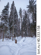 Footpath in winter taiga forest under heavy snow along Tevenek river on the bank of Teletskoe lake. Altai. Стоковое фото, фотограф Сергей Пристяжнюк (Serg Zastavkin) / Фотобанк Лори
