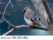 Waxwing (лат. Bombycilla garrulus) Стоковое фото, фотограф Бородкин Андрей / Фотобанк Лори