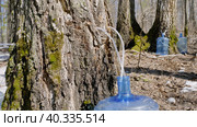 Южный Урал, весенняя тайга: сбор берёзового сока в бутыли. Southern Urals, spring taiga: collecting birch sap in bottles. Стоковое фото, фотограф Евгений Романов / Фотобанк Лори