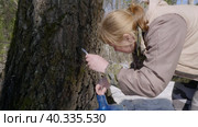 Южный Урал, весенний лес: заготовитель собирает березовый сок. Southern Urals, spring forest: the supplier collects birch sap. Стоковое видео, видеограф Евгений Романов / Фотобанк Лори