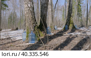 Южный Урал, весенняя тайга: сбор берёзового сока в бутыли. Southern Urals, spring taiga: collecting birch sap in bottles. Стоковое видео, видеограф Евгений Романов / Фотобанк Лори