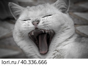 Котенок зевает. Черно-белая фотография серой кошки. Стоковое фото, фотограф Pukhov K / Фотобанк Лори