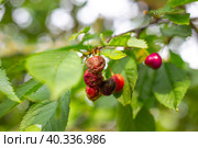 Berries of ripe cherries on a tree branch affected by gray rot. Disease moniliasis in ripe fruits. Стоковое фото, фотограф Коханова Наталья / Фотобанк Лори