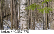 Южный Урал: берёзы и пихты в весенней тайге. Southern Urals: birches and firs in the spring taiga. Стоковое видео, видеограф Евгений Романов / Фотобанк Лори