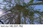 Южный Урал: ветви пихты раскачиваются на ветру. Southern Urals: fir branches sway in the wind. Стоковое видео, видеограф Евгений Романов / Фотобанк Лори