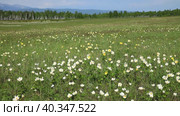 Spring landscape with a green meadow with blooming wild anemone flowers or white windflowers against the backdrop of the forest and the Eastern Sayan Mountains. Tunka Valley, Arshan, Buryatia. Стоковое видео, видеограф Виктория Катьянова / Фотобанк Лори