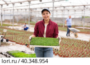 Smiling female gardener swaps pallets with young deren seedlings for full formation of plant. Стоковое фото, фотограф Яков Филимонов / Фотобанк Лори
