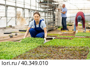 female gardener in overall swaps pallets with young deren seedlings for full formation of plant. Стоковое фото, фотограф Яков Филимонов / Фотобанк Лори