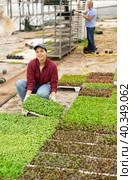 Smiling female gardener swaps pallets with young deren seedlings for full formation of plant. Стоковое фото, фотограф Яков Филимонов / Фотобанк Лори