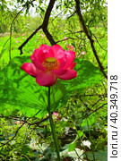 Крупный цветок лотоса. Орехоносный лотос (лат. Nelumbo nucifera) - растение-амфибия семейства Лотосовых (Nelumbonaceae). Стоковое фото, фотограф Людмила Ивашина / Фотобанк Лори