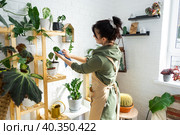 Woman wipes the dust with a rag from the leaves of home potted plants, grown with love on shelves in the interior of the house. Home plant growing, green house, purity and health of plants. Стоковое фото, фотограф Ольга Симонова / Фотобанк Лори