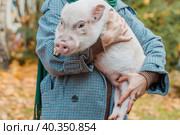 The girl in her arms holds a white mini-pig. Стоковое фото, фотограф Ольга Сейфутдинова / Фотобанк Лори